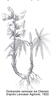 orobanche.png